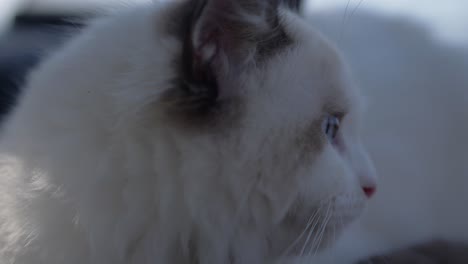 head shot white cat alerted in the shade outdoor