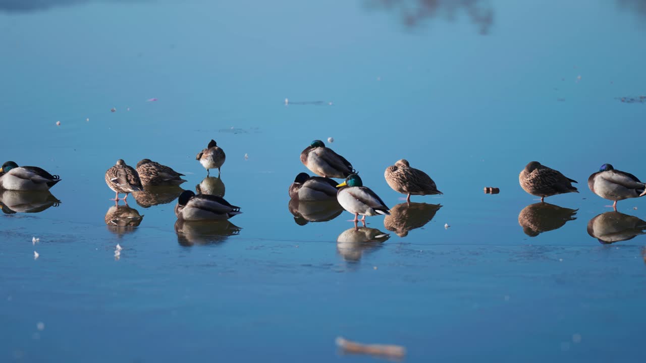 청둥오리 떼가 부분적으로 얼어붙은 호수의 얼음 가장자리에 앉아 있다