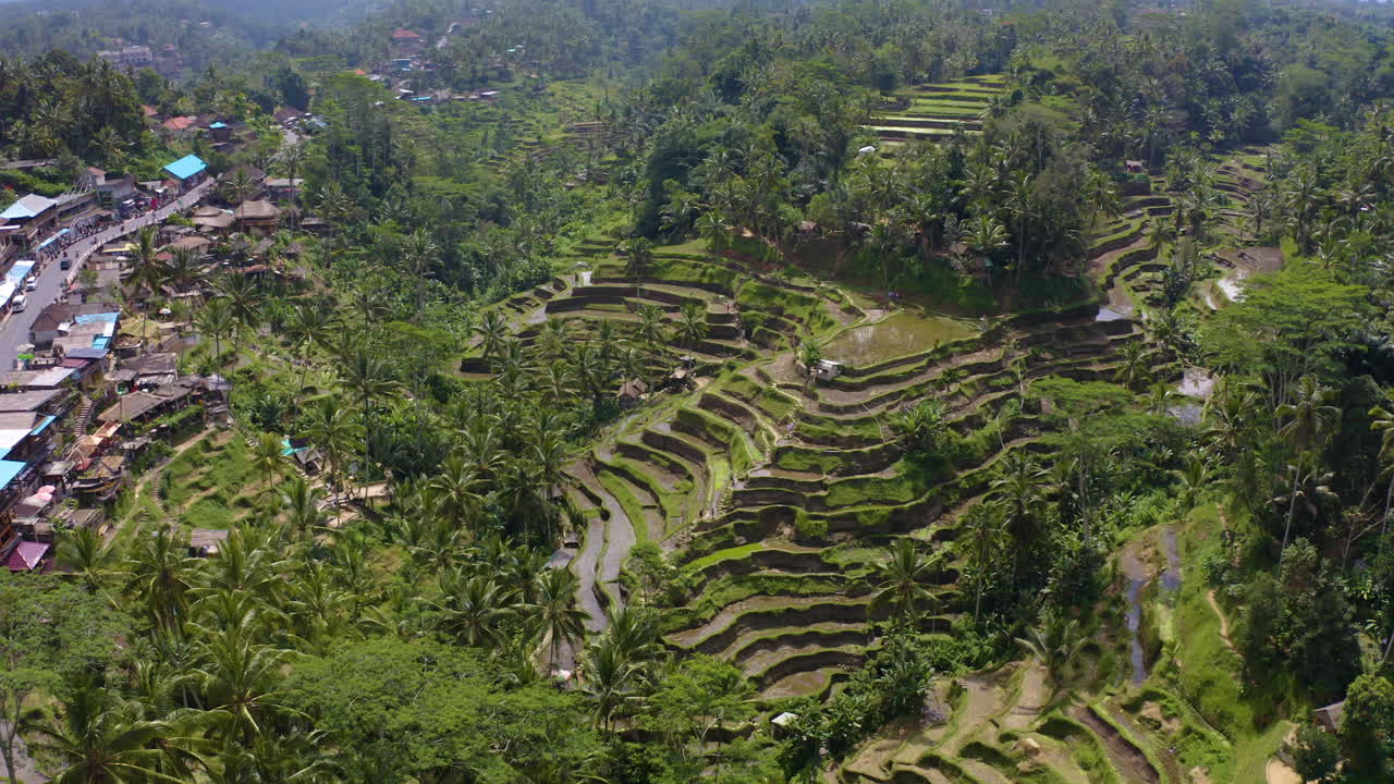 drone flotando sobre la terraza de arroz tegalalang en ubud