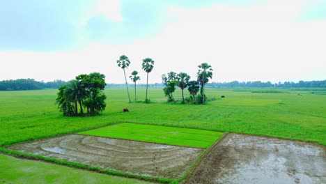 Drohnenaufnahme-Eines-Abgelegenen-Landwirtschaftlichen-Reisfelds-Und-Eines-Jutedorfs-In-Westbengalen