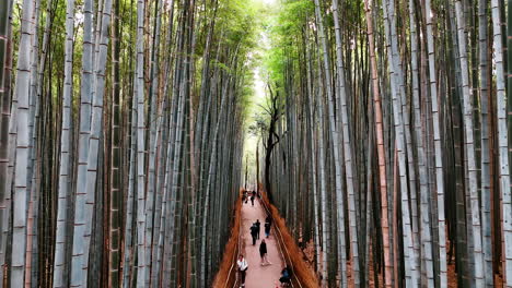 people walk by the path among the stunning high bamboo trees. beautiful bamboo forest in kyoto, japan at daytime.
