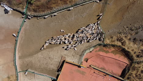 aerial shot of group of sheep grazing in the gran canaria island
