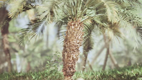 palmeras en una selva tropical