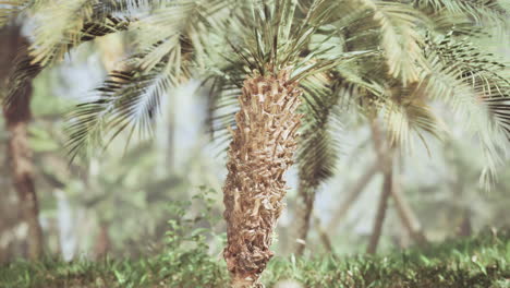 palm trees in a tropical jungle