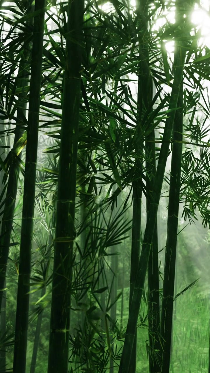 Foresta di bambù con luce solare che filtra tra gli alberi nelle ore mattutine