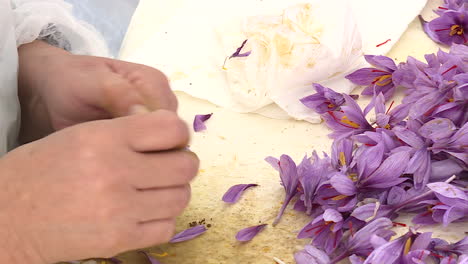 saffron harvesting