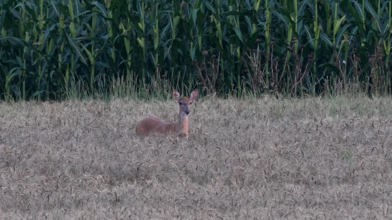Un venado de cola blanca alimentándose en un campo de trigo al anochecer, después del atardecer.