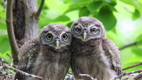 two adorable young owls nesting together, displaying their unique features amidst lush greenery, capturing a moment of affection and curiosity in nature's embrace