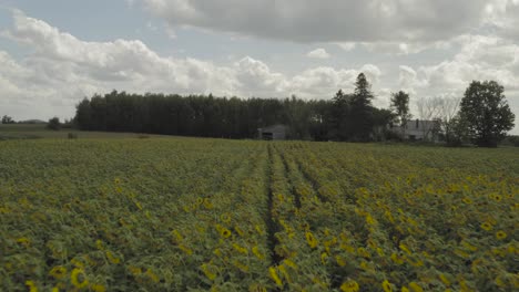 Riesige-Fülle-An-Sonnenblumen,-Die-Im-Norden-Von-Maine-Auf-Ackerland-Wachsen