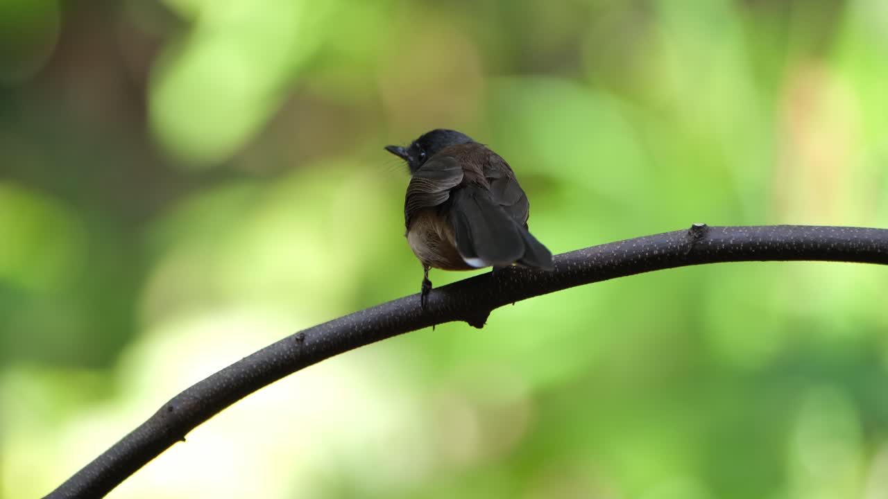 왼쪽에서 오른쪽으로 리를 흔들고 카메라가 을 때 곤충을 따라가는 모습, 말레이시아 피드 타일 리피두라 자바니카, 태국