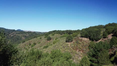 Día-Soleado-En-El-Bosque-Mientras-La-Cámara-Del-Bosque-Avanza