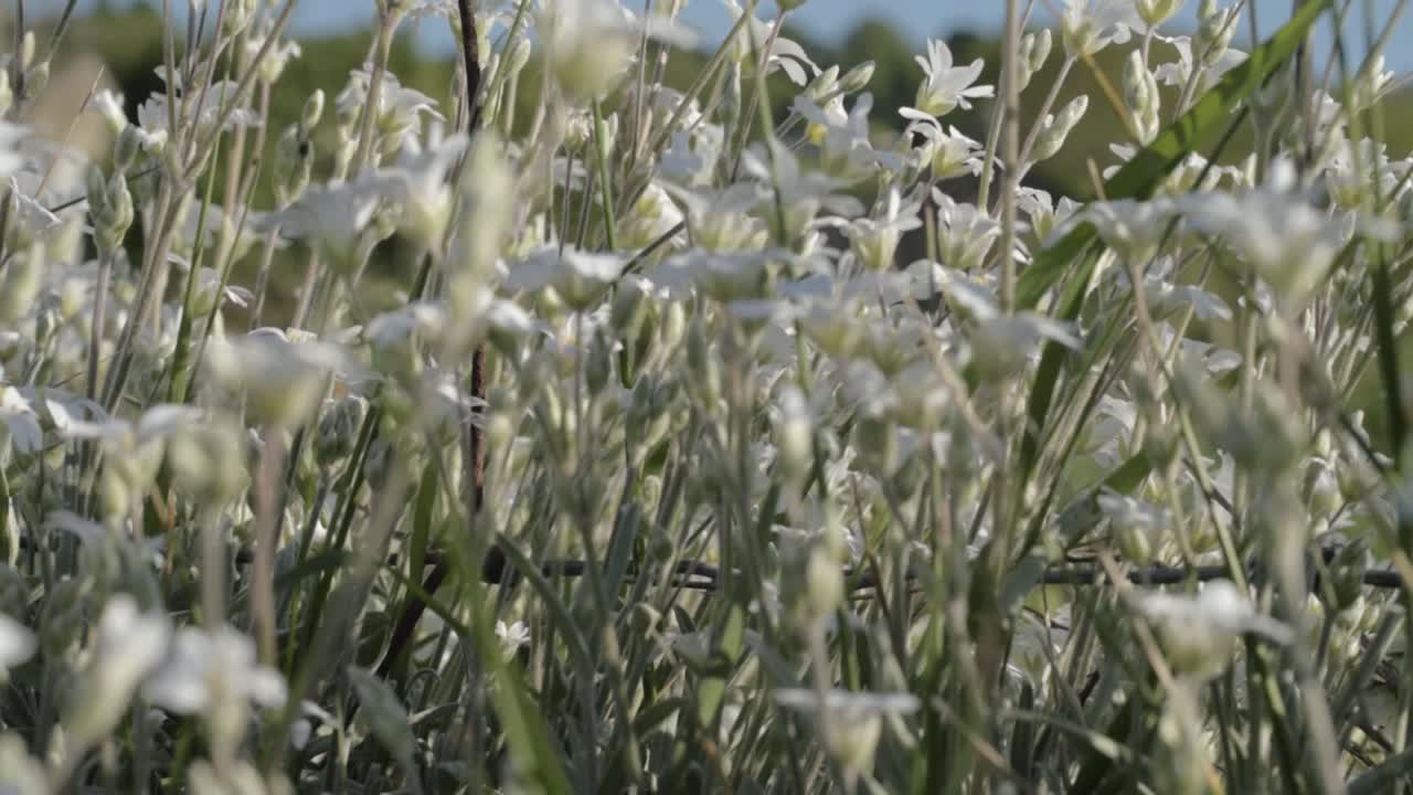 Campo lungo di piccoli e delicati fiori bianchi che crescono spontanei