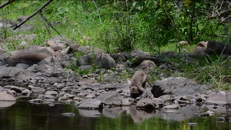 The-Long-tailed-Macaques-are-the-easiest-monkeys-to-find-in-Thailand-as-they-are-present-at-temple-complexes,-national-parks,-and-even-villages-and-cities