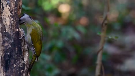 Der-Graukopfspecht-Wird-Auch-Graukopfspecht-Genannt,-Kommt-In-Vielen-Nationalparks-In-Thailand-Vor-Und-Ist-Sehr-Wählerisch-Bei-Der-Wahl-Seines-Lebensraums,-Damit-Er-Gedeihen-Kann