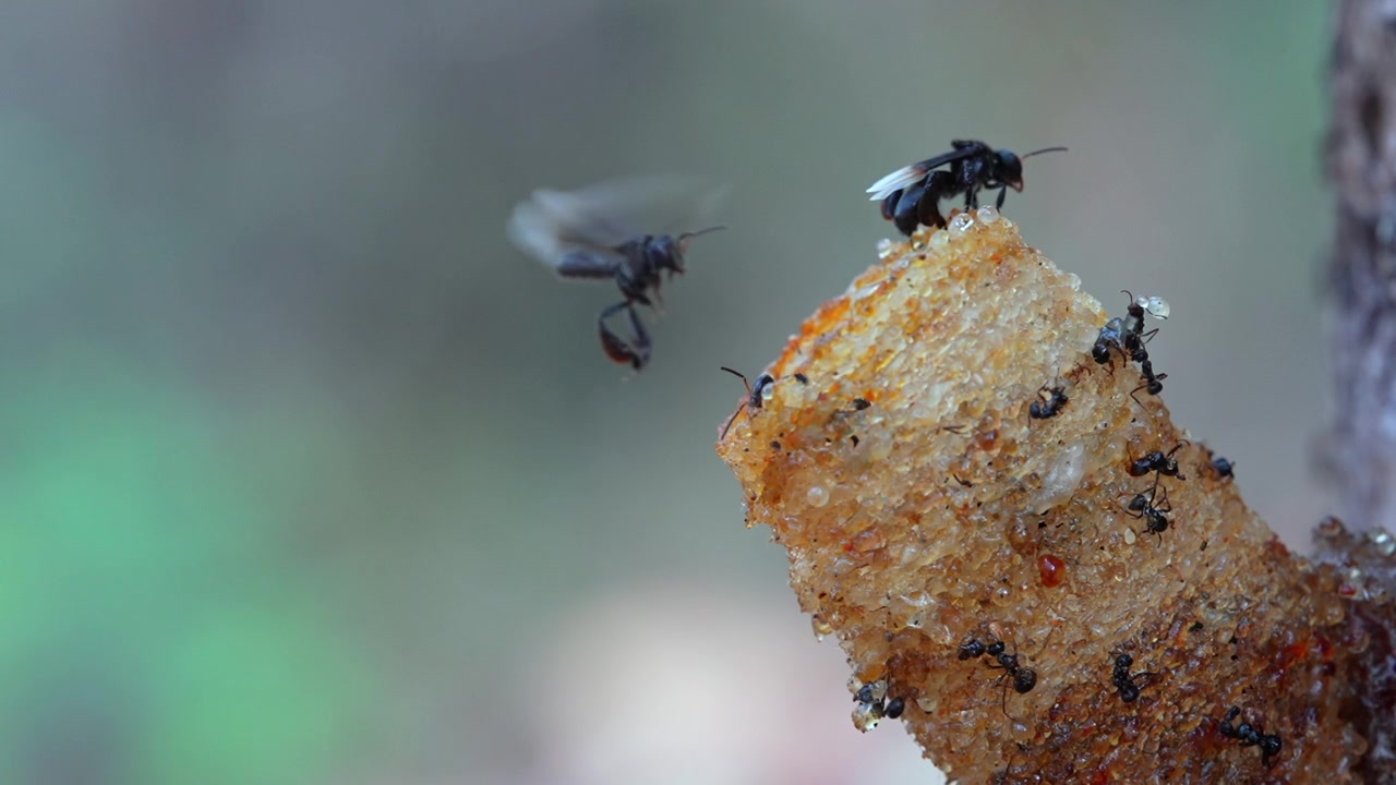 Un video macro di api senza pungiglione che entrano ed escono dal loro condotto d'ingresso di cera che conduce alla loro colonia di api all'interno del tronco dell'albero, con un'ape all'ingresso che ventila l'aria.
