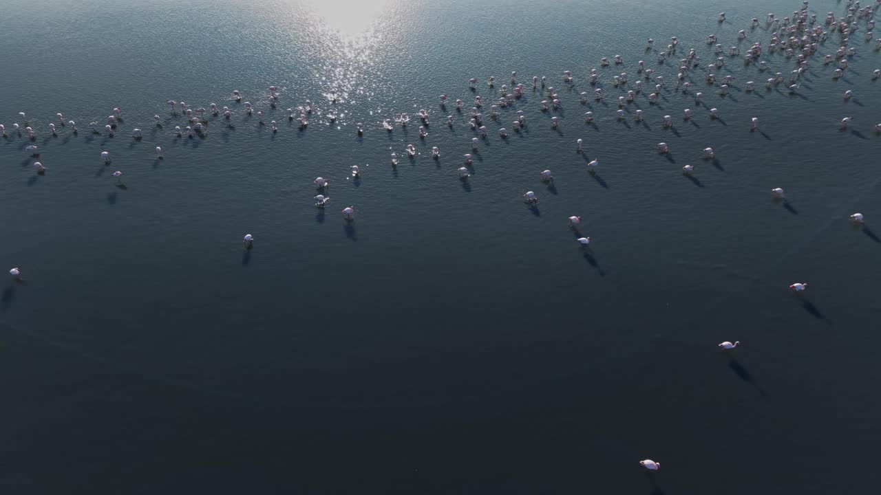Flamingos gather in large groups on water during bright daylight
