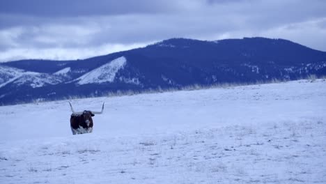 texas longhorn on snowy ranch