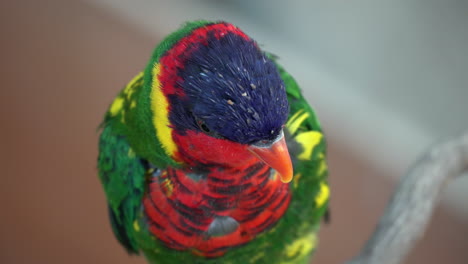 lorikeet ornamentado, a veces llamado lory ornamentado -primer plano de la cabeza