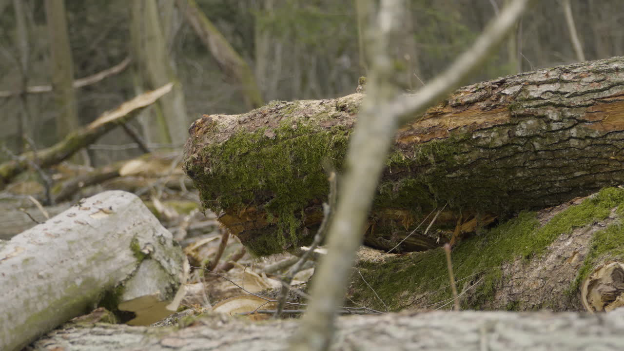 daños ambientales y secuelas de la tala comercial de madera, masuria, polonia