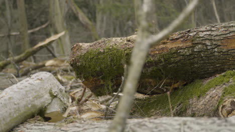 Environmental-damage-and-aftermath-of-commercial-timber-logging,-Masuria,-Poland