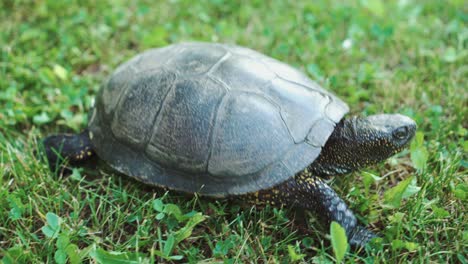 tortuga moviéndose en la hierba verde fresca