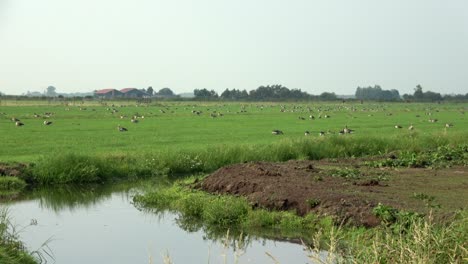 Breite-Aufnahme-Einer-Ländlichen-Holländischen-Polderlandschaft-Mit-Einer-Sehr-Großen-Anzahl-Wilder-Graugänse,-Die-Während-Der-Zugsaison-Auf-Dem-Boden-Ruhen