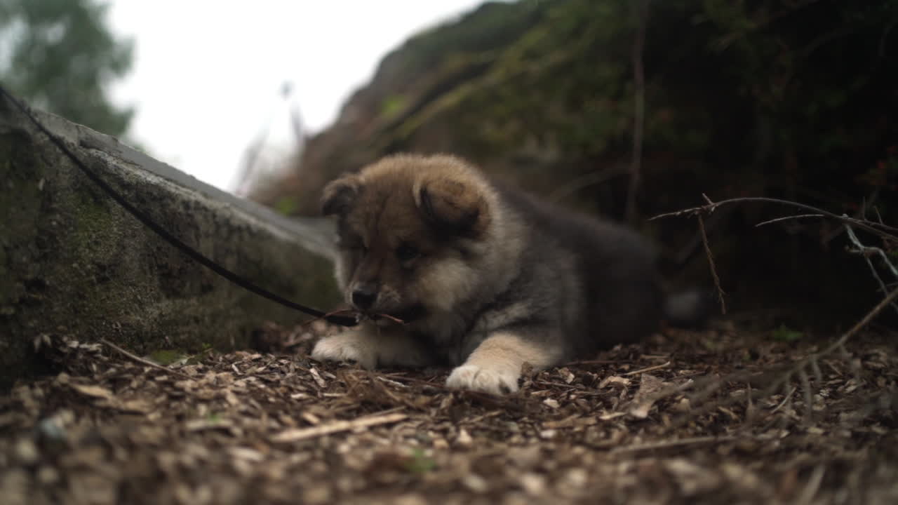 Close-up shot of a Young Finnish Lapphund puppy lying between trees
