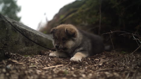 close-up shot of a young finnish lapphund puppy lying between trees