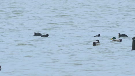 Eurasian-coot-flock-swimming-in-the-water-and-looking-for-food,-overcast-day,-distant-medium-shot