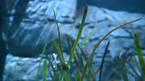 Close-up-shot-of-sweet-Sea-horse-hovering-underwater-between-water-plants-during-sunny-day