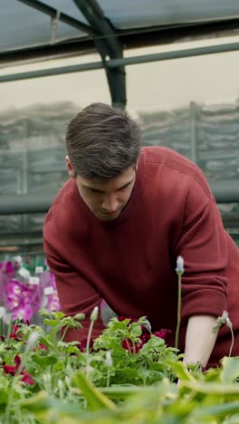 man inspecting a potted geranium in a greenhouse