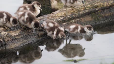 cute and curious greylag goslings slip off edge into shallow water