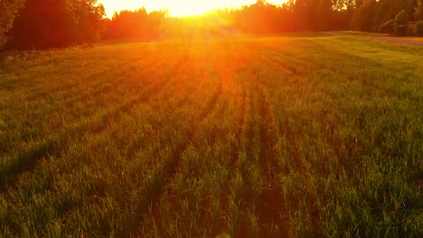 Reveal-Shot,-Pedestal-Up,-of-Crops-in-Europe-During-Sunset,-Drone