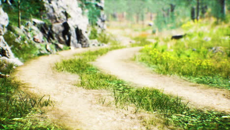 grass-field-and-forest-trees