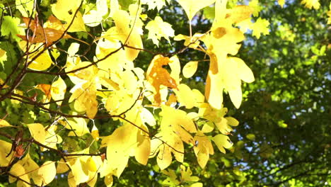 golden colored sassafras leaves quiver in a gentle breeze