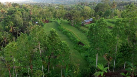 HD-4K-Bali-Rice-Fields-2018