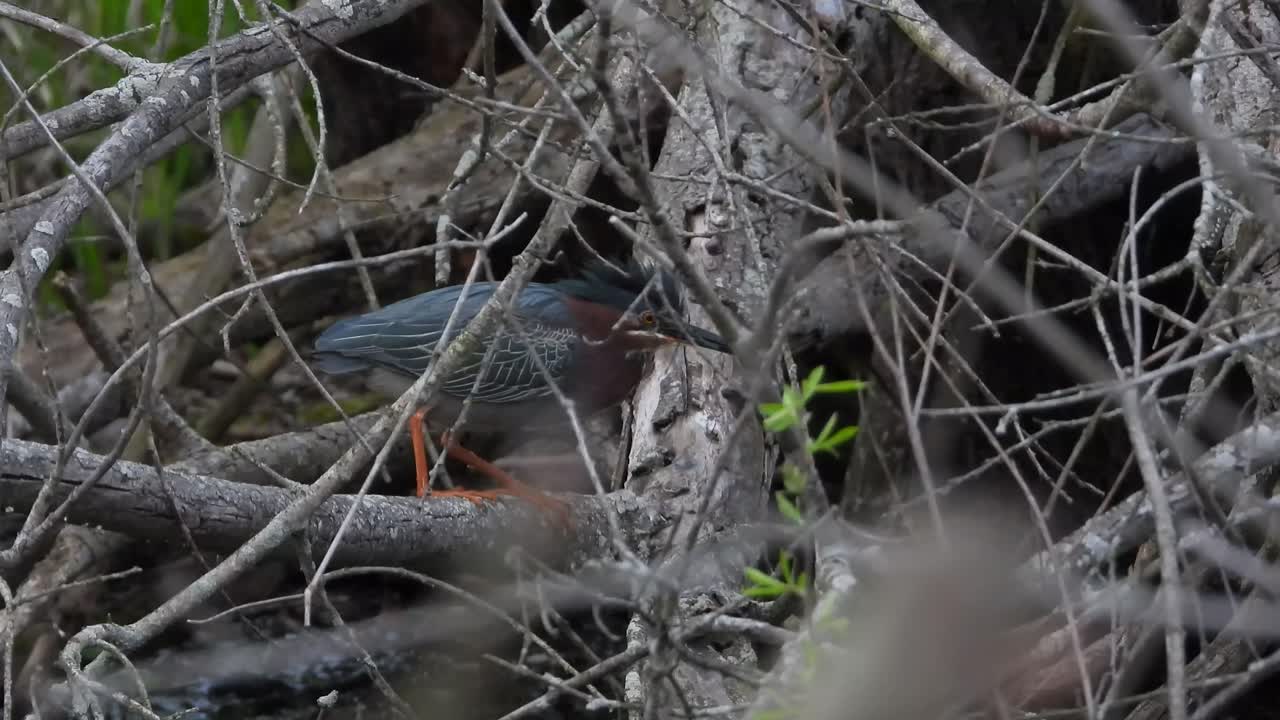 garza verde entre ramas y ramitas - tiro de mano