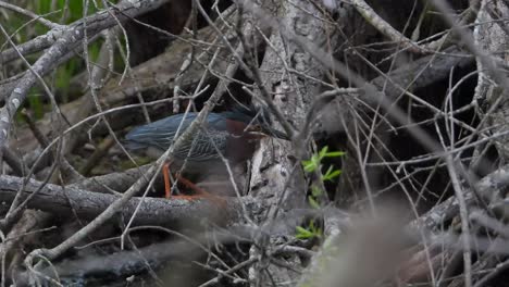 Green-Heron-Among-Branches-And-Twigs---handheld-shot