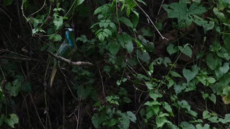 la cámara se aleja mientras mira a su espalda para encontrar a la mejor abeja para comer, el apicultor de barba azul nyctyornis athertoni, tailandia