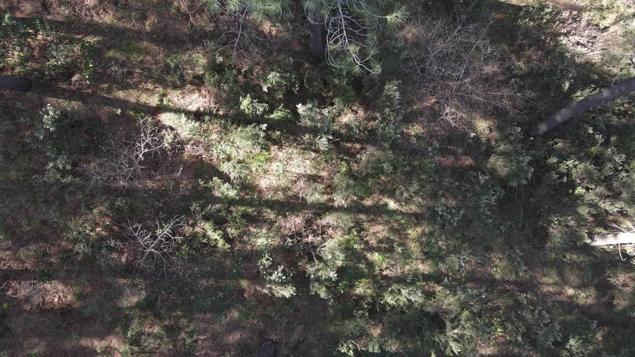 Aerial Environment Forest Trees