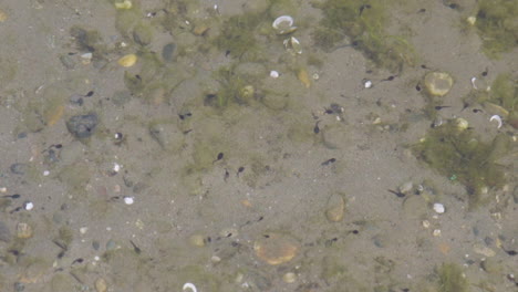 many tadpoles swimming in varying directions in a shallow lake