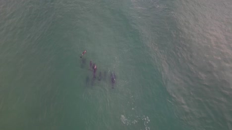 Un-Grupo-De-Delfines-Al-Amanecer-En-Port-Stephens,-Nsw,-Australia