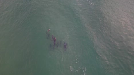 A-Group-of-Dolphins-at-Sunrise-in-Port-Stephens,-NSW-Australia