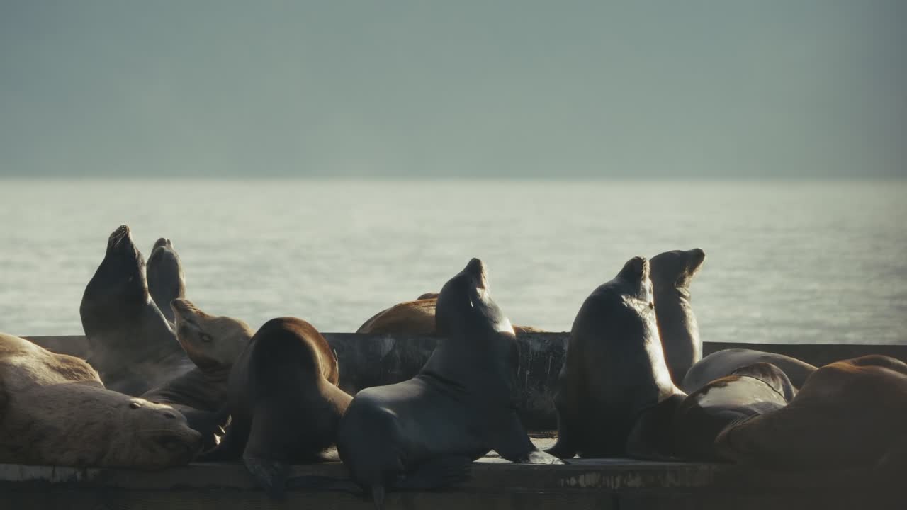 Golden light on sea lions basking, peaceful mood, Cowichan Bay