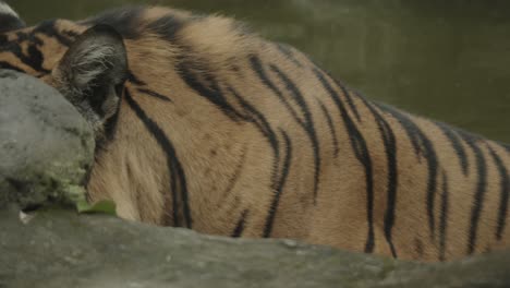 sumatran tiger in water in asia