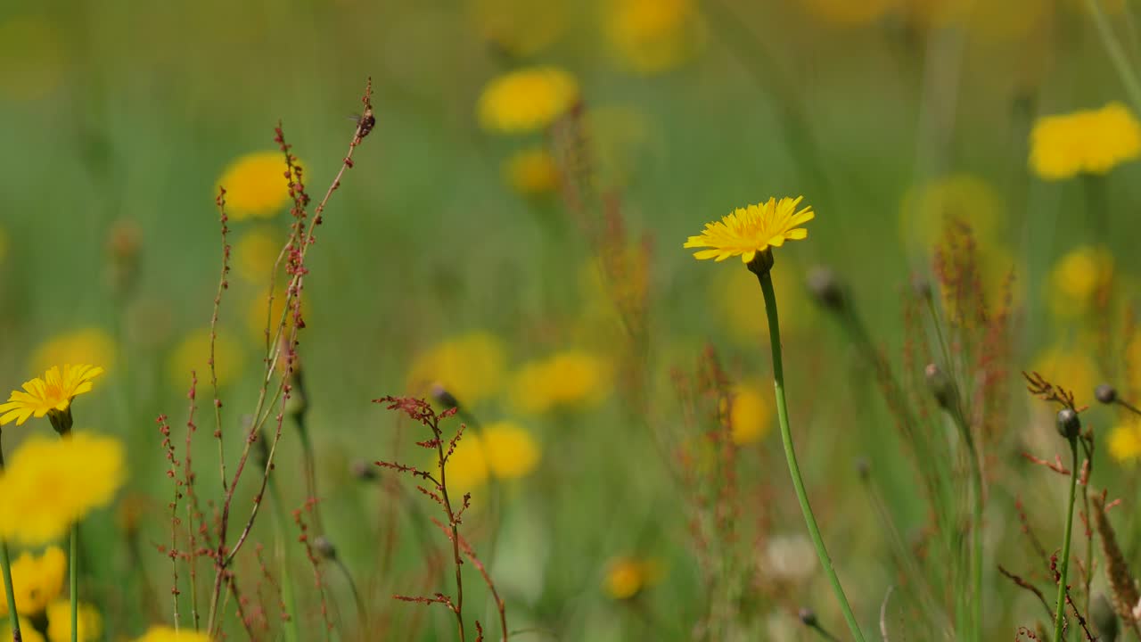Insetti svolazzano sullo sfondo vicino a un dente di leone giallo selvatico che si apre verso il cielo