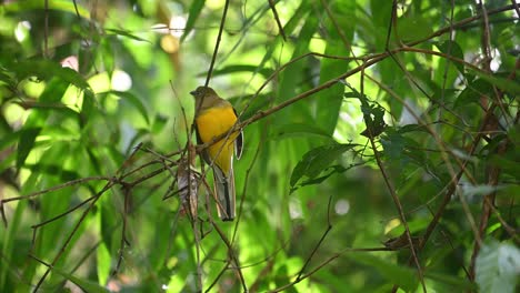 orange-breasted trogon, harpactes oreskios, perched on a diagonal branch hiding behind twigs inside a foliage of leaves in the dark forest of kaeng krachan national park, thailand