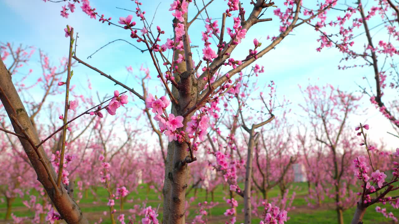huerto de frutas con flores rosadas en primavera