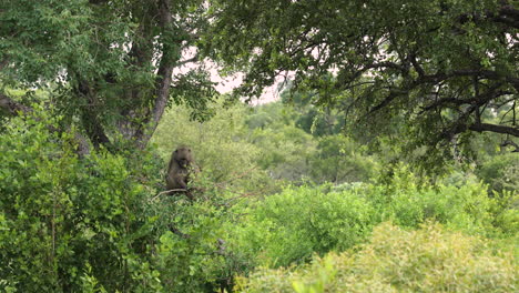 single baboon in natural habitat sitting on green tree limb eating and scratching head, sabi sands, south africa, static portrait