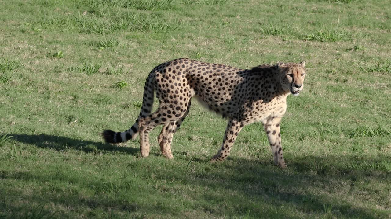 cheetah paseando por la hierba en el zoológico de australia